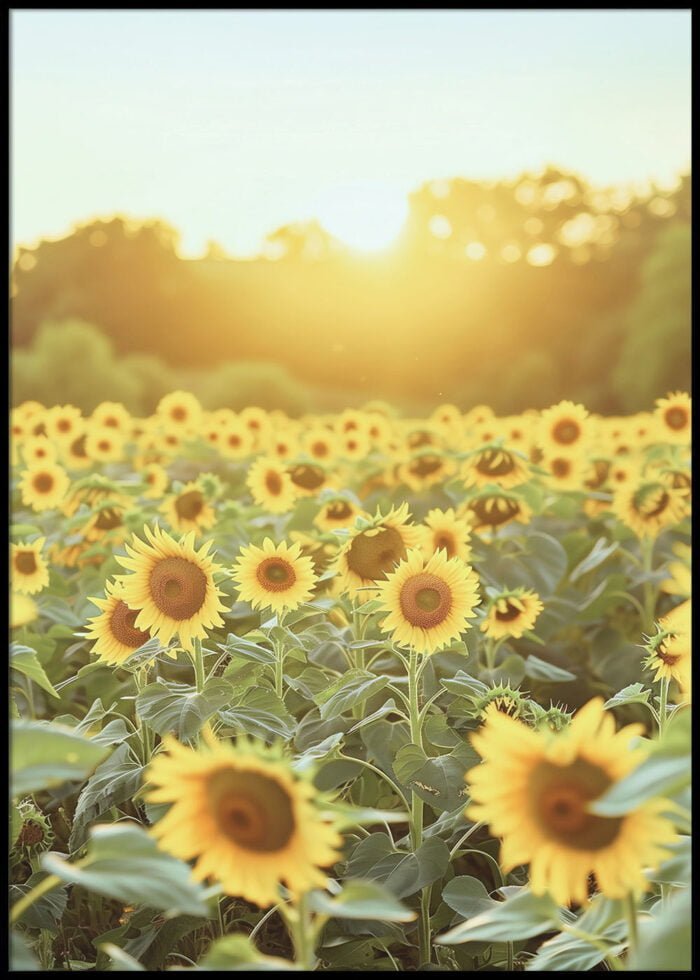 sonnenblumen bei sonnenuntergang poster