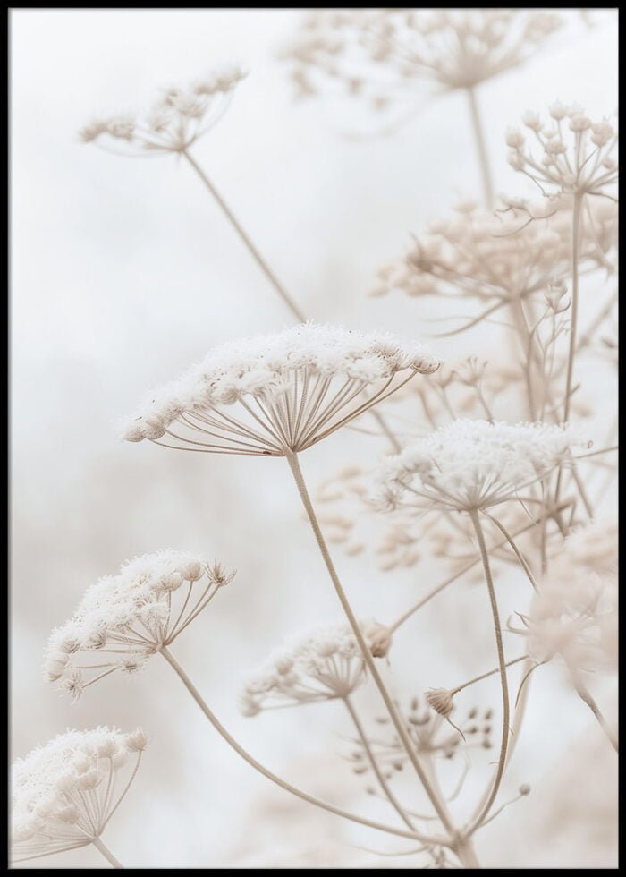 zarte weiße blumen poster